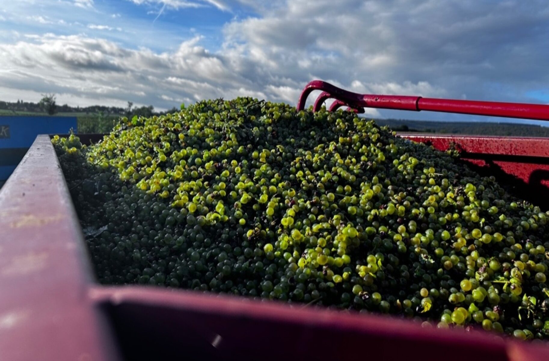 Vendange 2023 au Domaine Duvernay P et F Mercurey